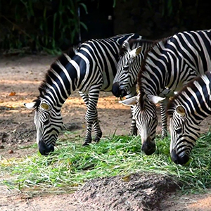 Dehiwala Zoo