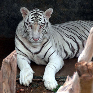 Dehiwala Zoo