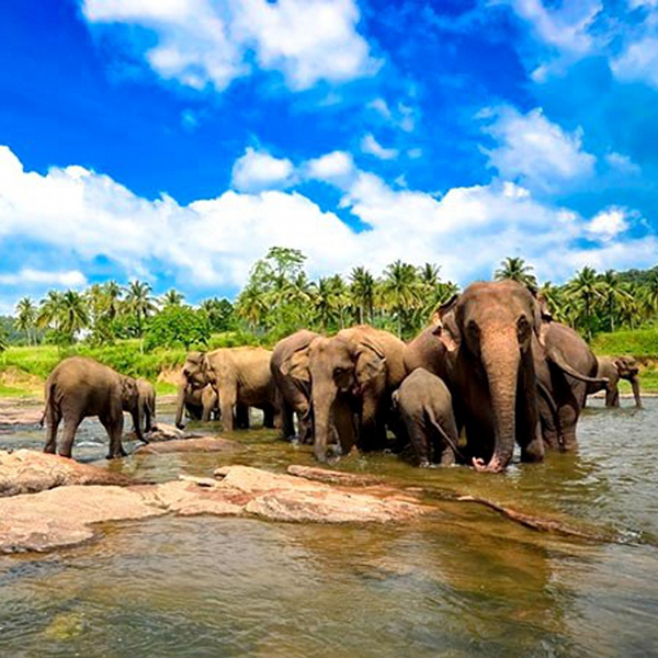 Travel Sri Lanka