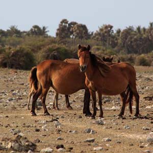 Delft Wild Horses 