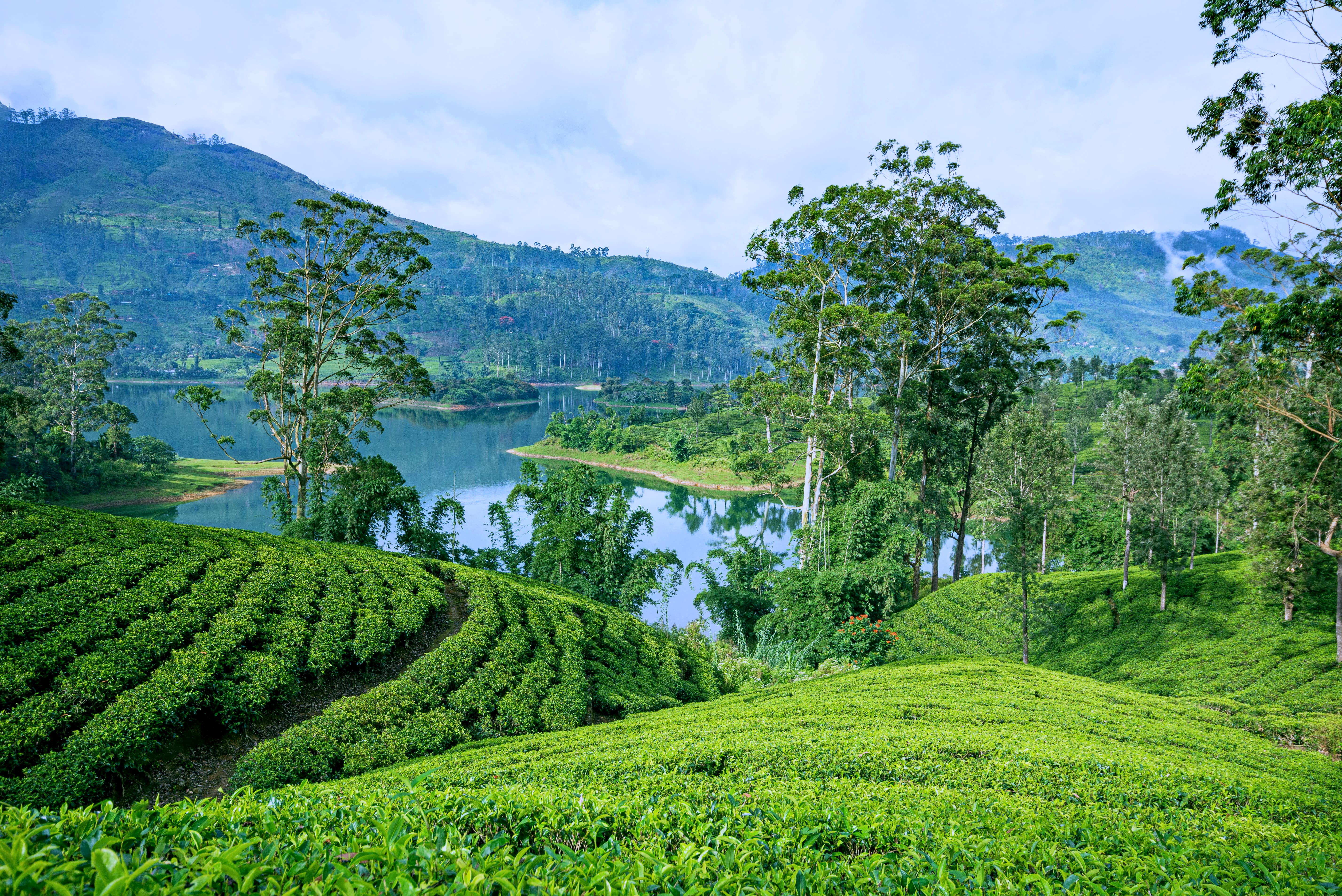 Des plantations de thé ceylan au Sri Lanka. 